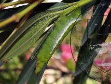 Бражник олеандровый 001